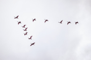 The Secrets to Birdwatching in Cuba