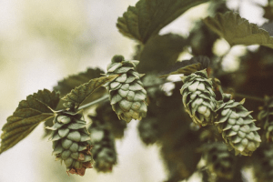 Being Creative In Craft Brewing Is Understanding a Lot About Yeast and Hops