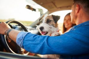 Travel with Pets
